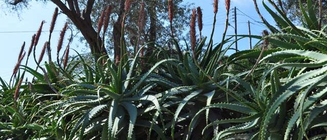 Plant Aloe - Andros